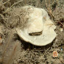 Image of North atlantic cup sponge