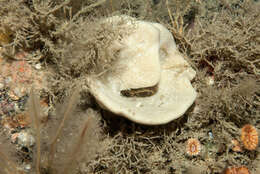 Image of North atlantic cup sponge