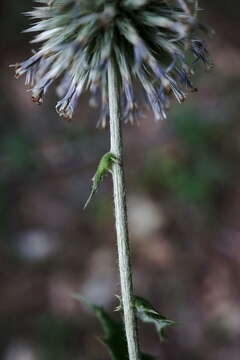 Image of Echinops armatus Stev.