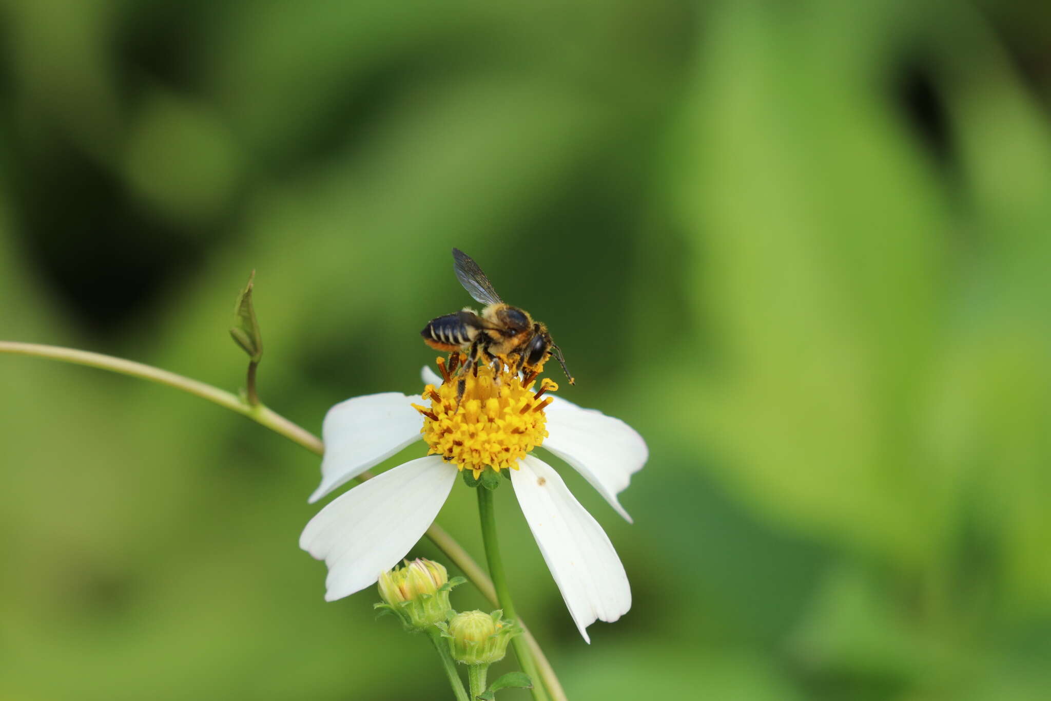 Imagem de Megachile igniscopata Cockerell 1911