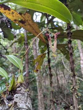 Image of Pale umbrella orchid