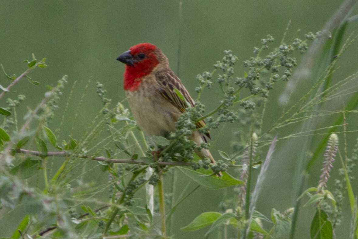 Слика од Quelea cardinalis (Hartlaub 1880)