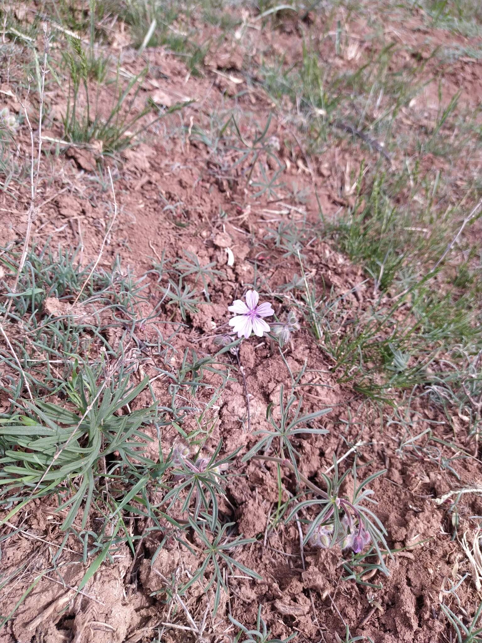 Imagem de Geranium linearilobum DC. ex Lam. & DC.