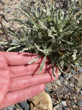 Image of white cudweed