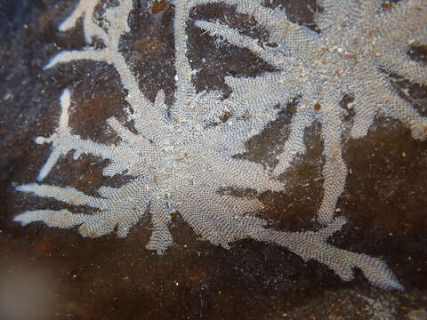 Image of Hairy bryozoan