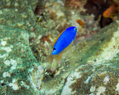 Image of Fiji blue devil