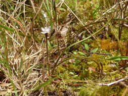 Image de Thelymitra purpureofusca Colenso