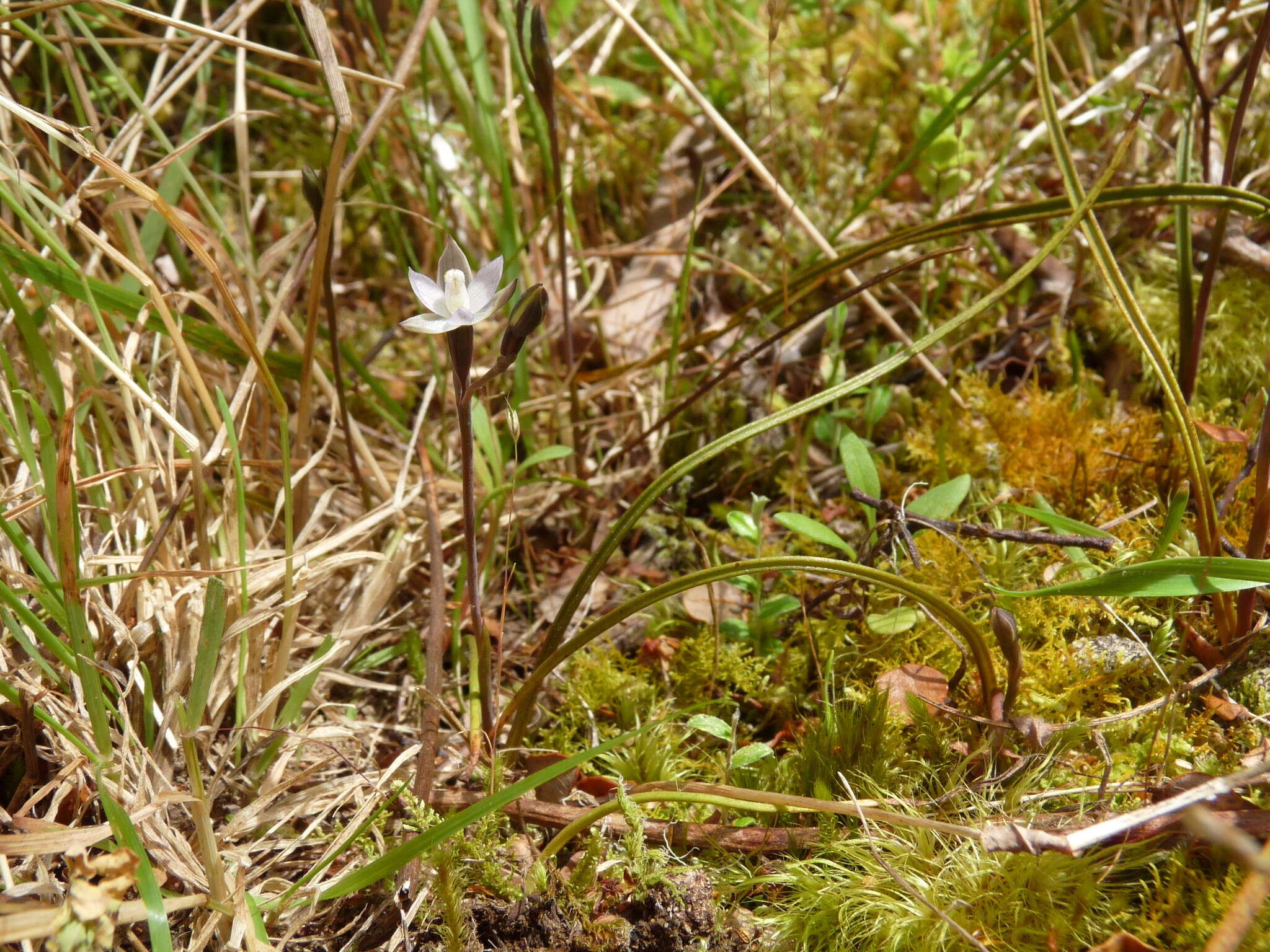 Image of Thelymitra purpureofusca Colenso