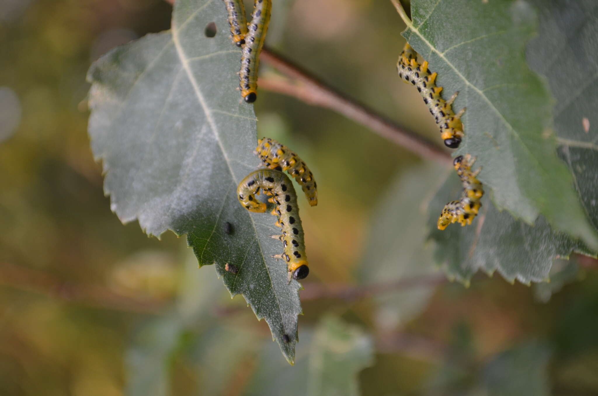 Image of <i>Nematus septentrionalis</i>