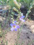 Plancia ëd Penstemon linarioides A. Gray