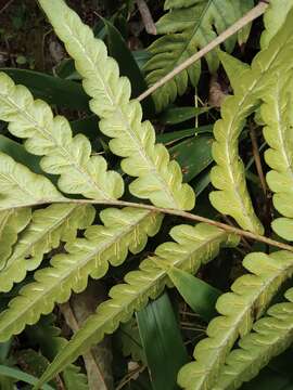 Image of Woodwardia japonica (L. fil.) Sm.