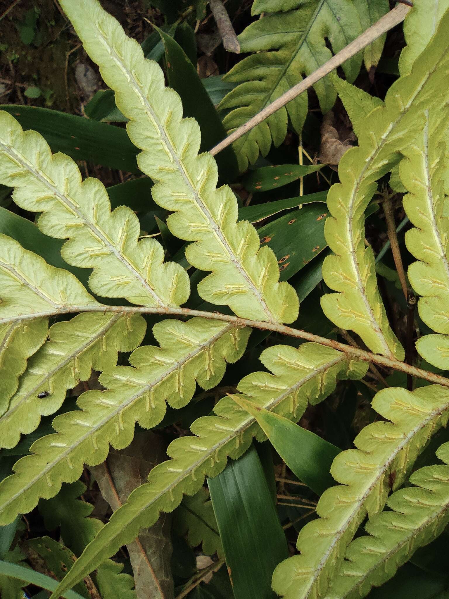 Plancia ëd Woodwardia japonica (L. fil.) Sm.