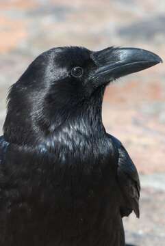 صورة Corvus corax tingitanus Irby 1874