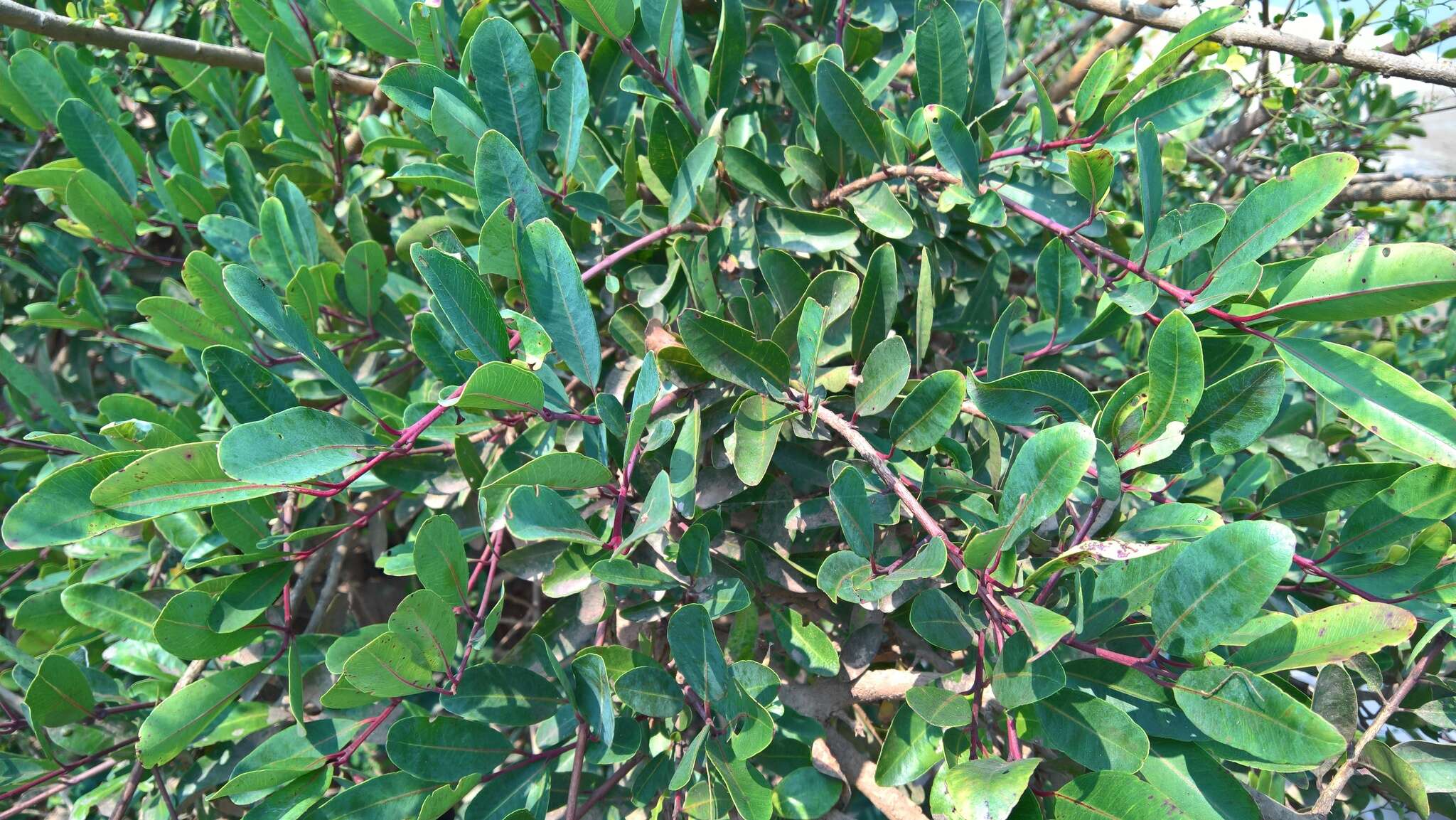 Image de Syzygium thorelii (Gagnep.) Merr. & Perry