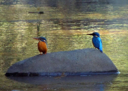 Image of Alcedo atthis floresiana Sharpe 1892