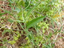 Image de Convolvulus remotus R. Br.