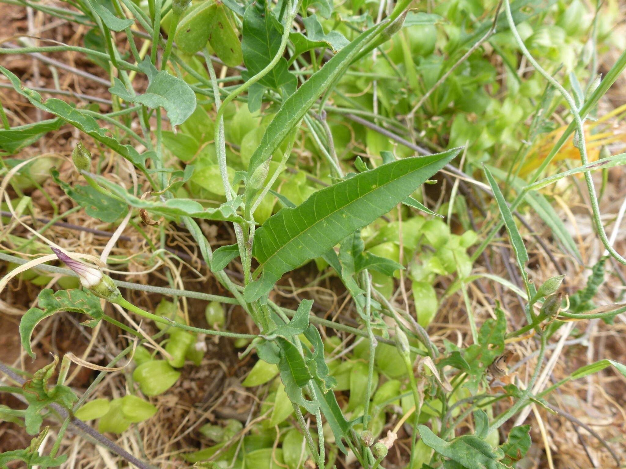 Image of Convolvulus remotus R. Br.