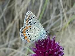 Image of Polyommatus thersites (Cantener 1835)