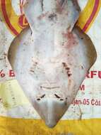 Image of Spineback guitarfish