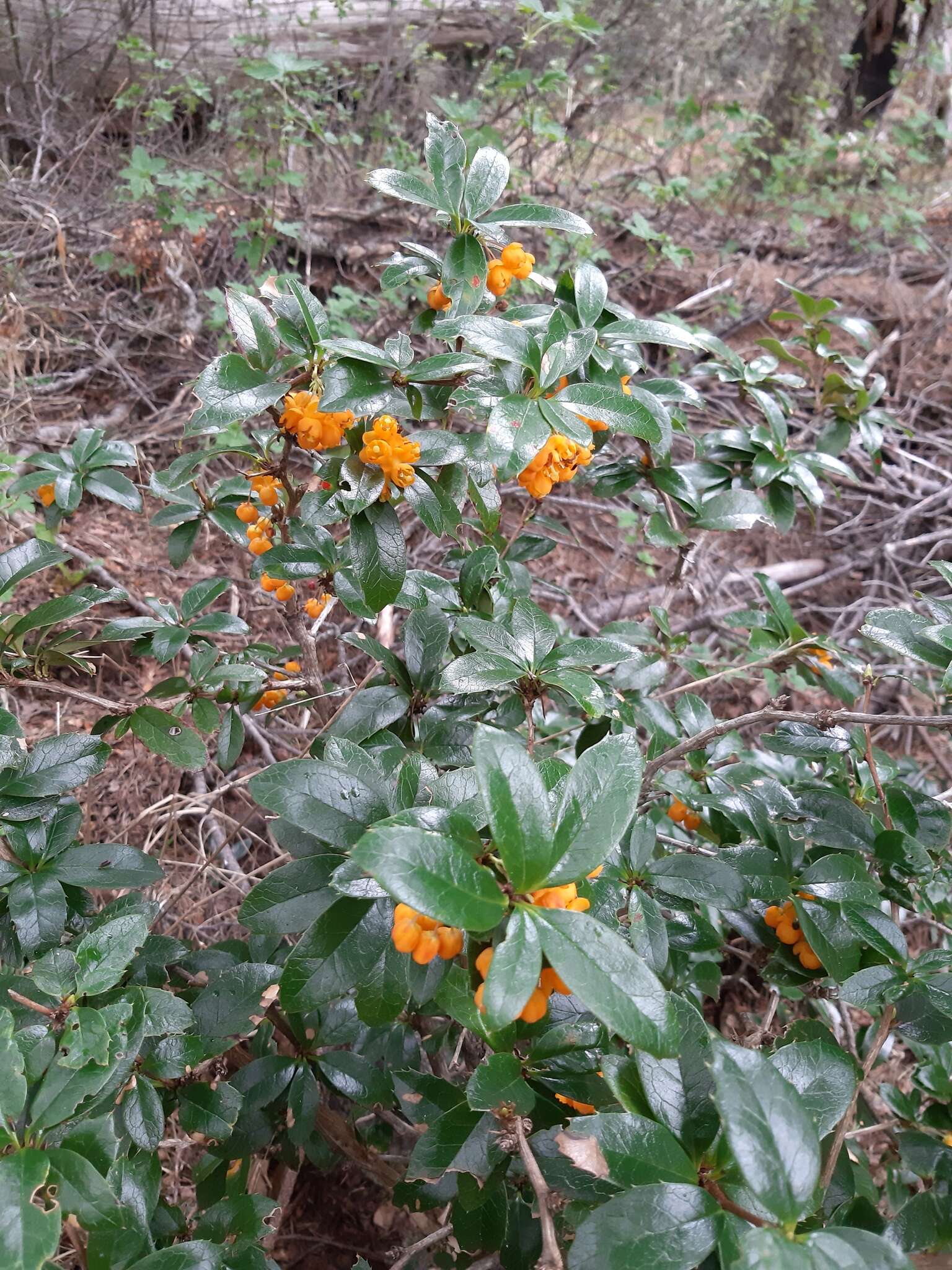 Image of Berberis pseudoilicifolia Skottsb.