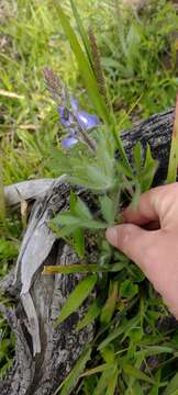 Plancia ëd Lupinus bracteolaris Desr.