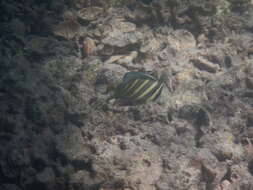 Слика од Zebrasoma veliferum (Bloch 1795)