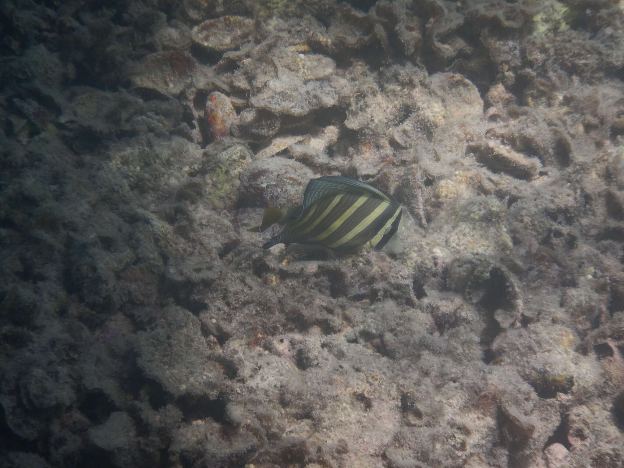 Слика од Zebrasoma veliferum (Bloch 1795)