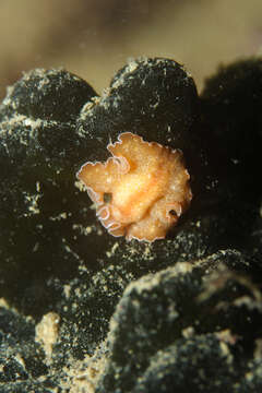 Image of Mediterranean orange polyclad worm