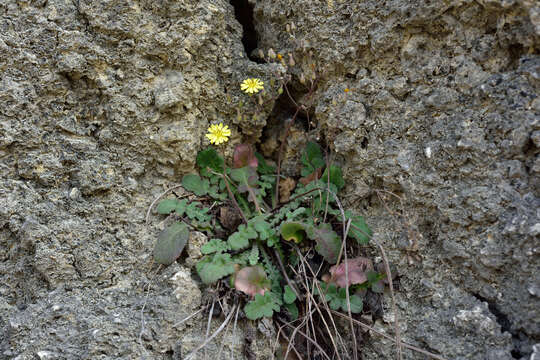 Image of Youngia japonica subsp. formosana (Hayata) Kitam.