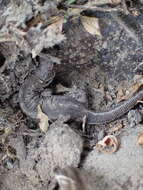 Image of Island Night Lizard