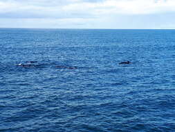 Image of Atlantic Pilot Whale