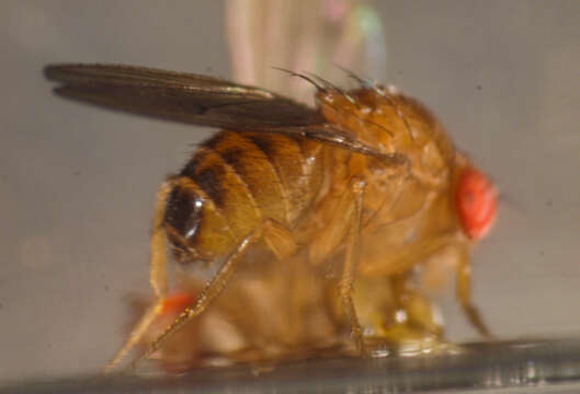 Imagem de Drosophila immigrans Sturtevant 1921