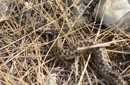 Image of Meadow Viper