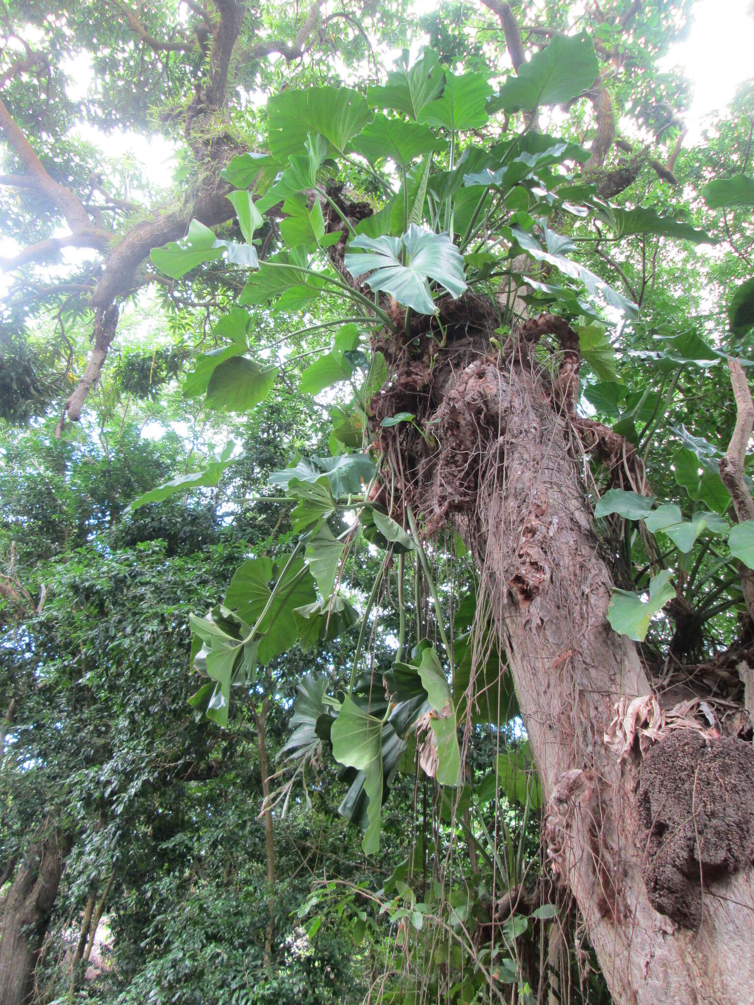 Sivun Anthurium grandifolium (Jacq.) Kunth kuva