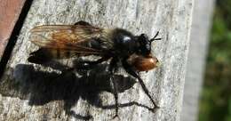 Image of Laphria flava (Linnaeus 1761)