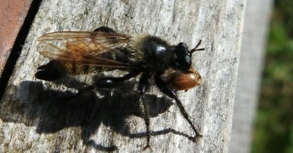 صورة Laphria flava (Linnaeus 1761)