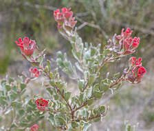 Imagem de Adenanthos cuneatus Labill.