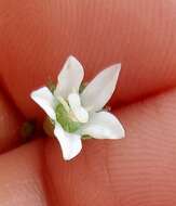 Wahlenbergia linarioides (Lam.) A. DC.的圖片