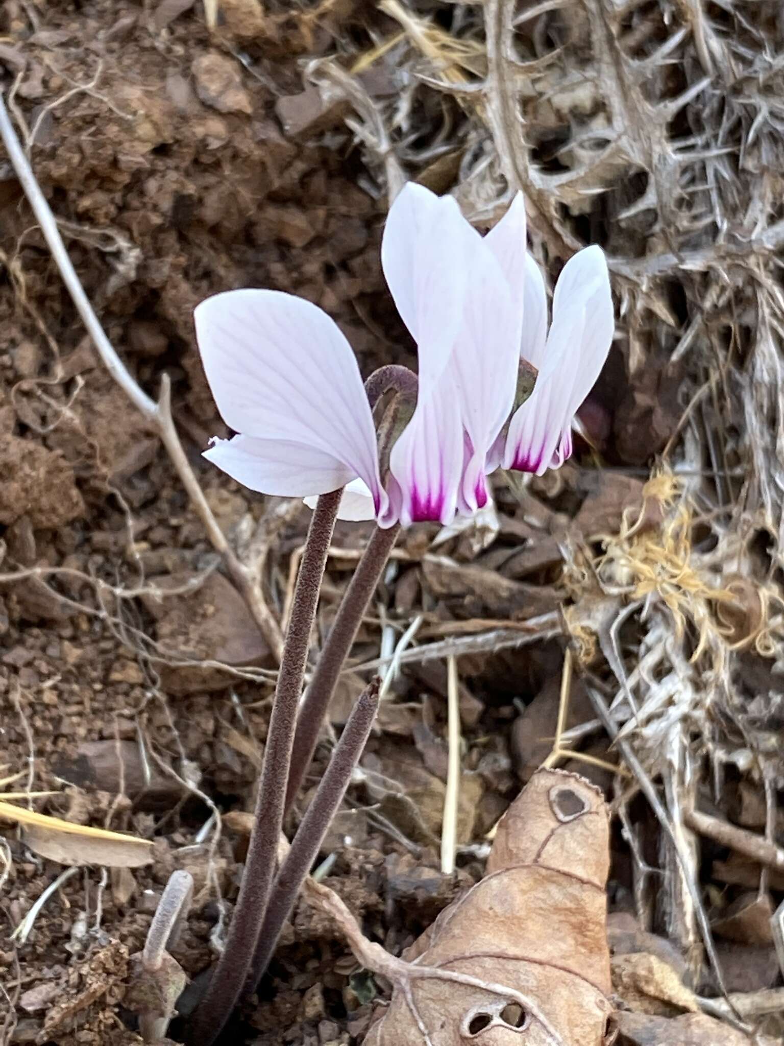 Image of Cyclamen graecum subsp. graecum