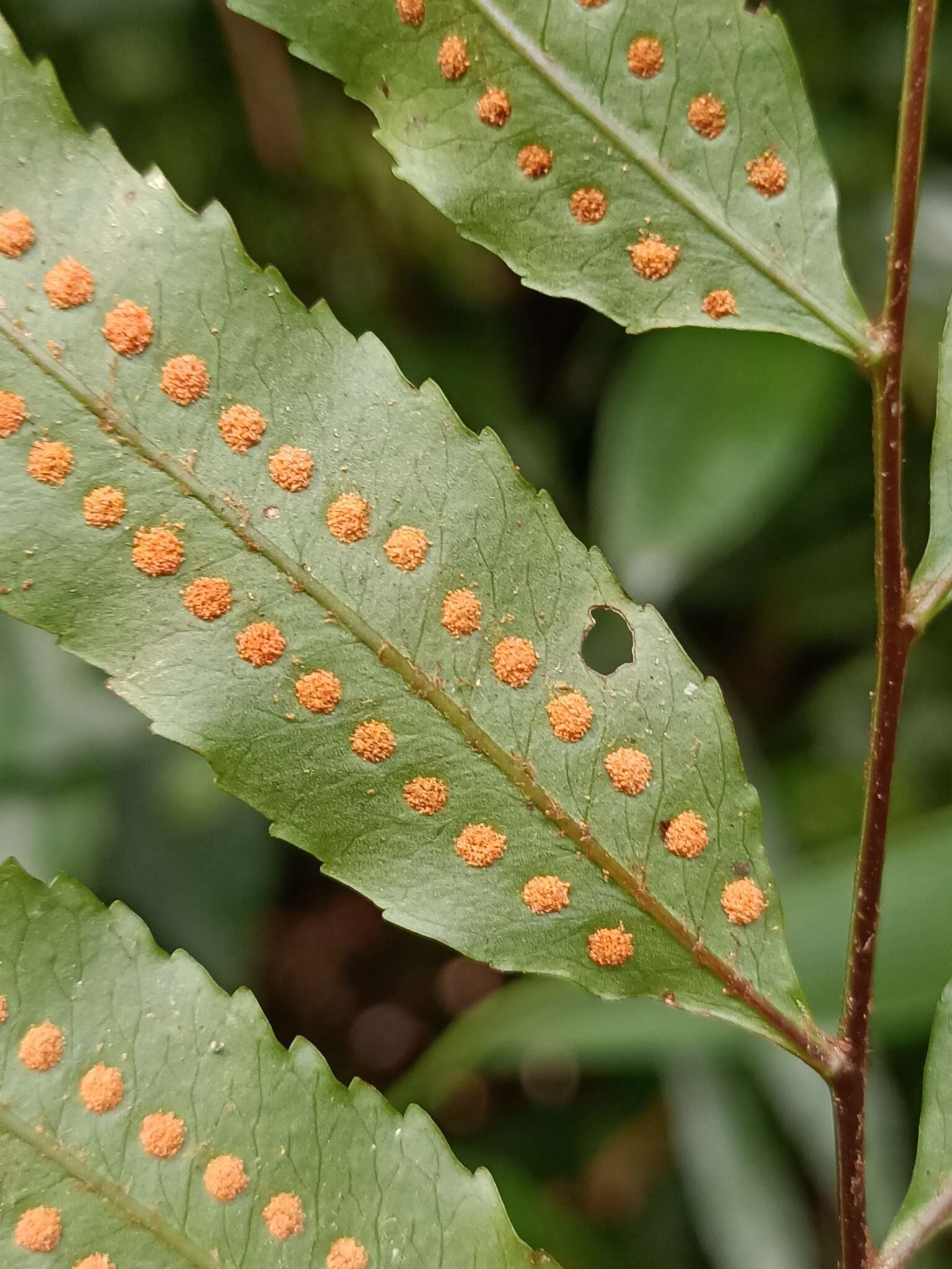 Goniophlebium persicifolium (Desv.) Bedd.的圖片