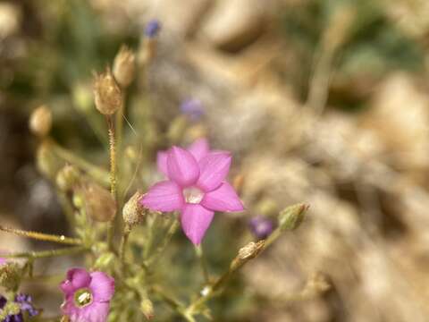 Image of Ripley's gilia