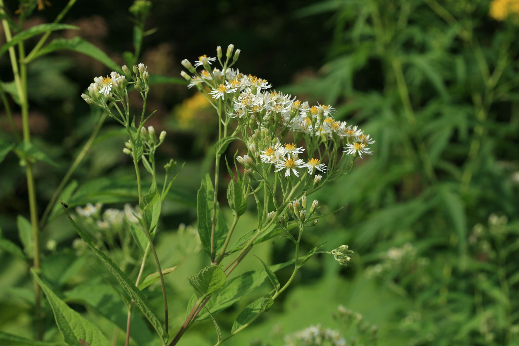 Image of Aster glehnii