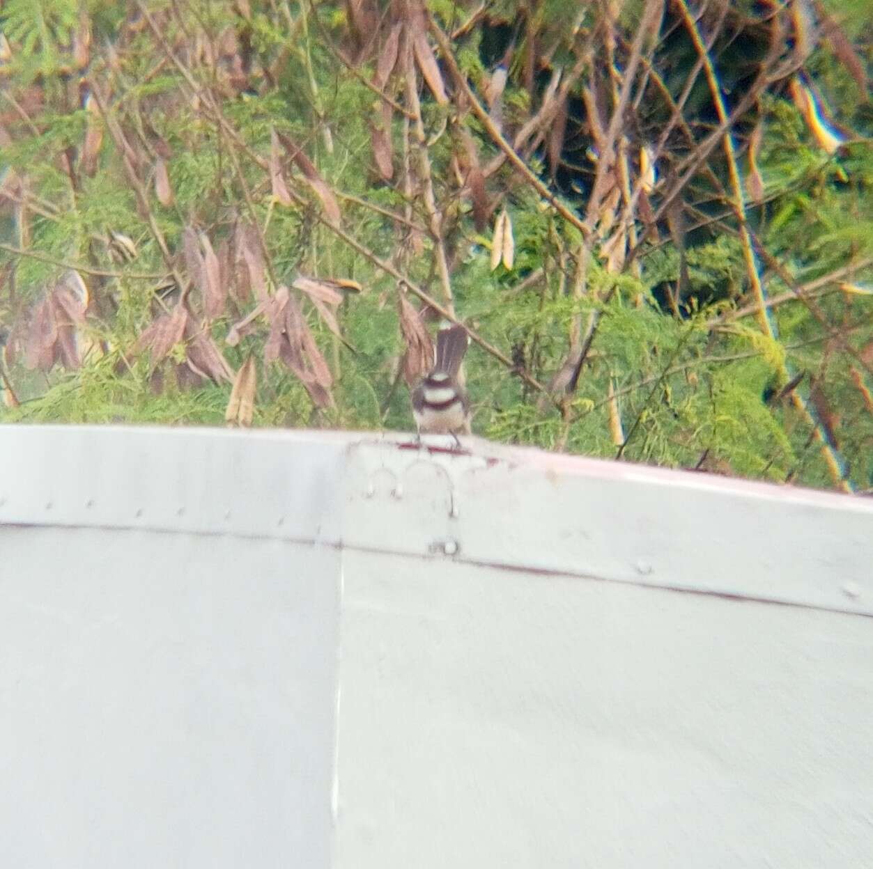 Image of Philippine Pied Fantail