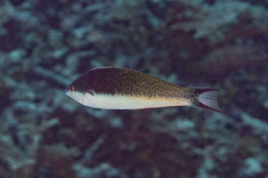 Image of Japanese wrasse