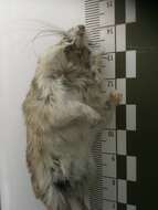 Image of Nelson's pocket mouse