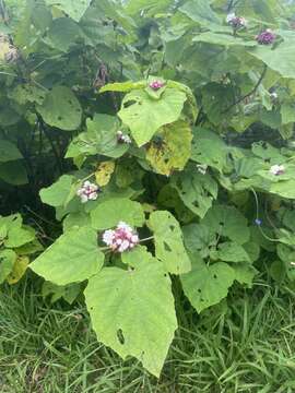 Clerodendrum chinense (Osbeck) Mabb. resmi