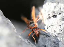 Image of Caterpillar hunting wasp