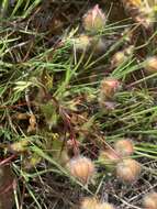 Limnanthes floccosa subsp. floccosa的图像