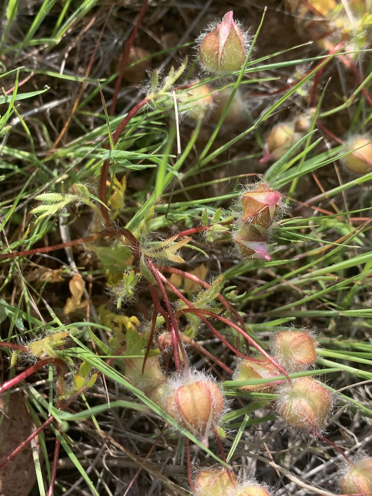 Limnanthes floccosa subsp. floccosa的图像