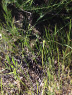 Image of small fescue